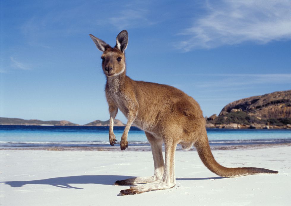 wycieczka do Australii, kangur
