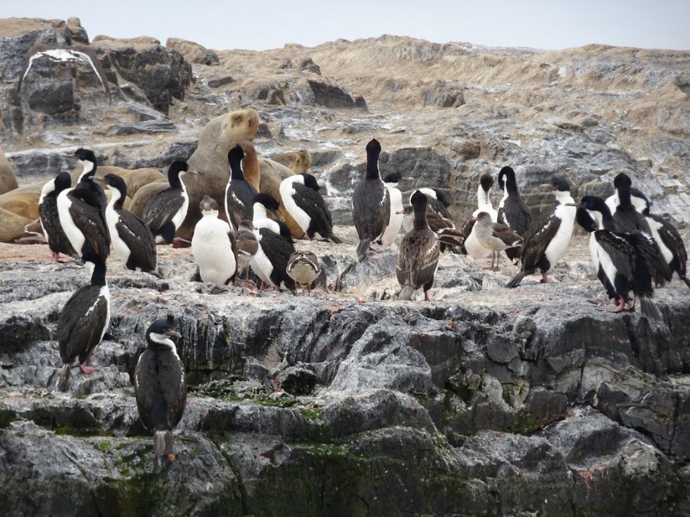 Puerto Natales - koonia pingwinów Magellana. Maraton na Antartydę i zwiedzanie