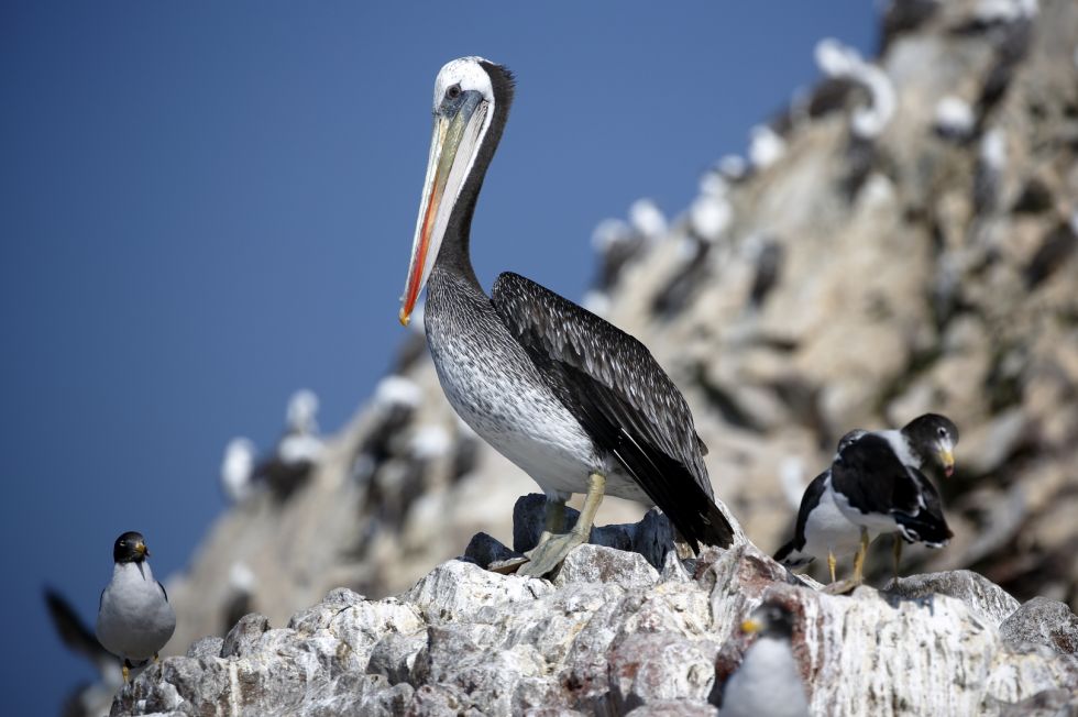 Peru - Paracas - rezerwat ptactwa