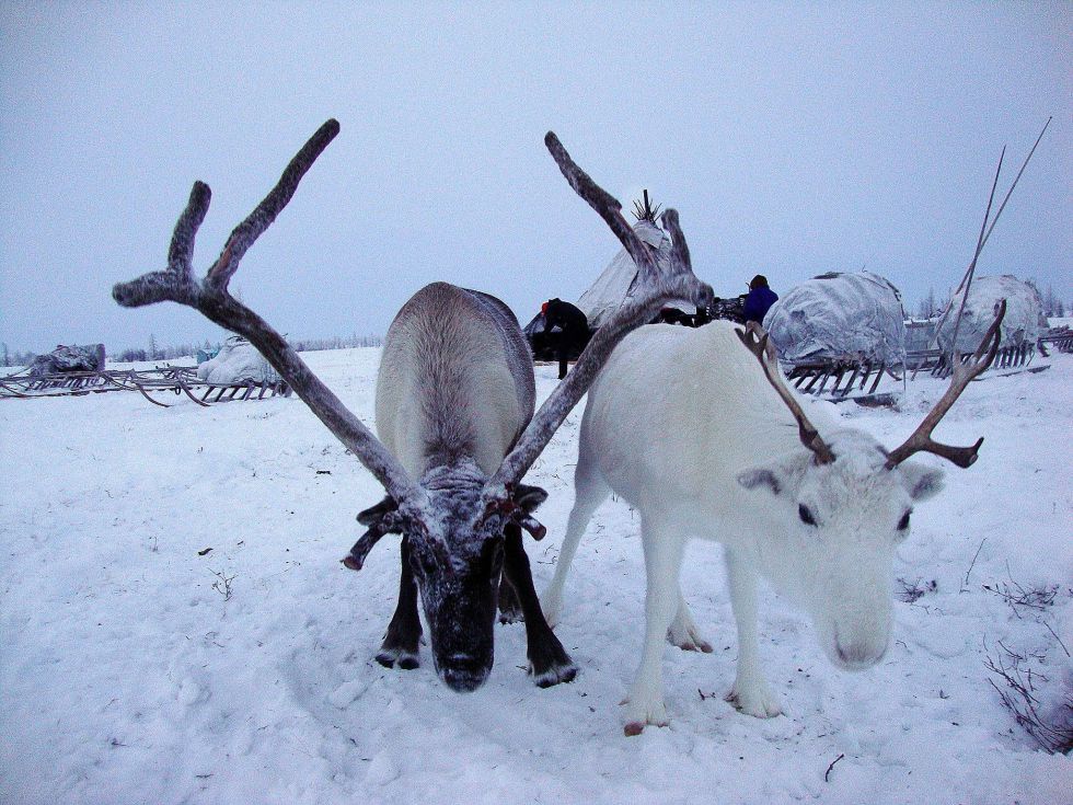 renifery Ural polarny wyprawy