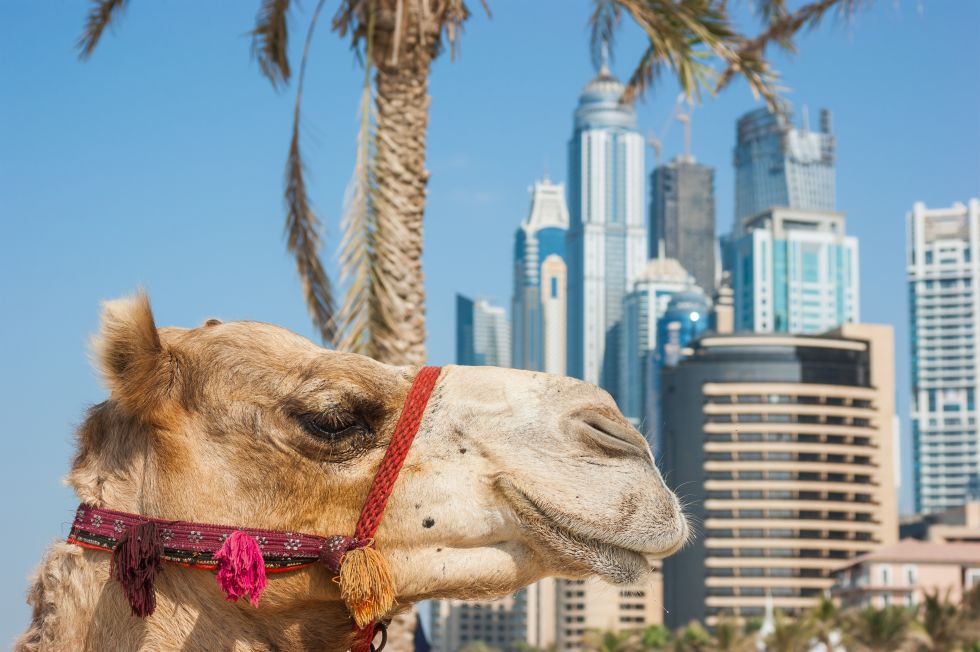 Dubaj, wielbłąd