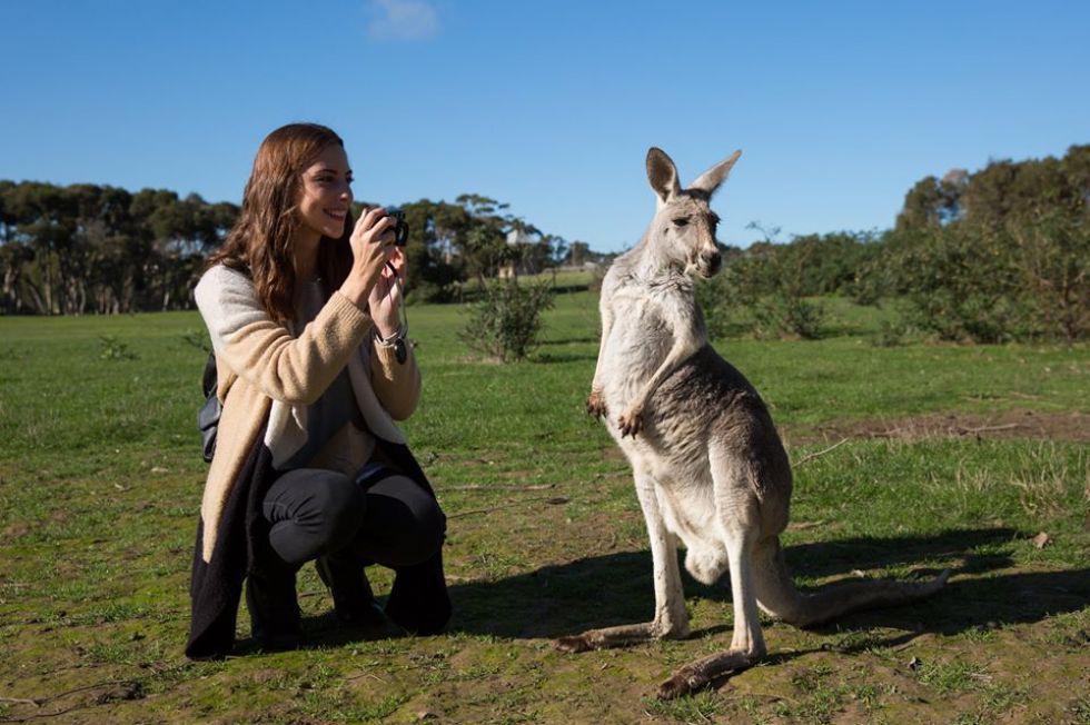 kangury napotkane podczas objazdu australii