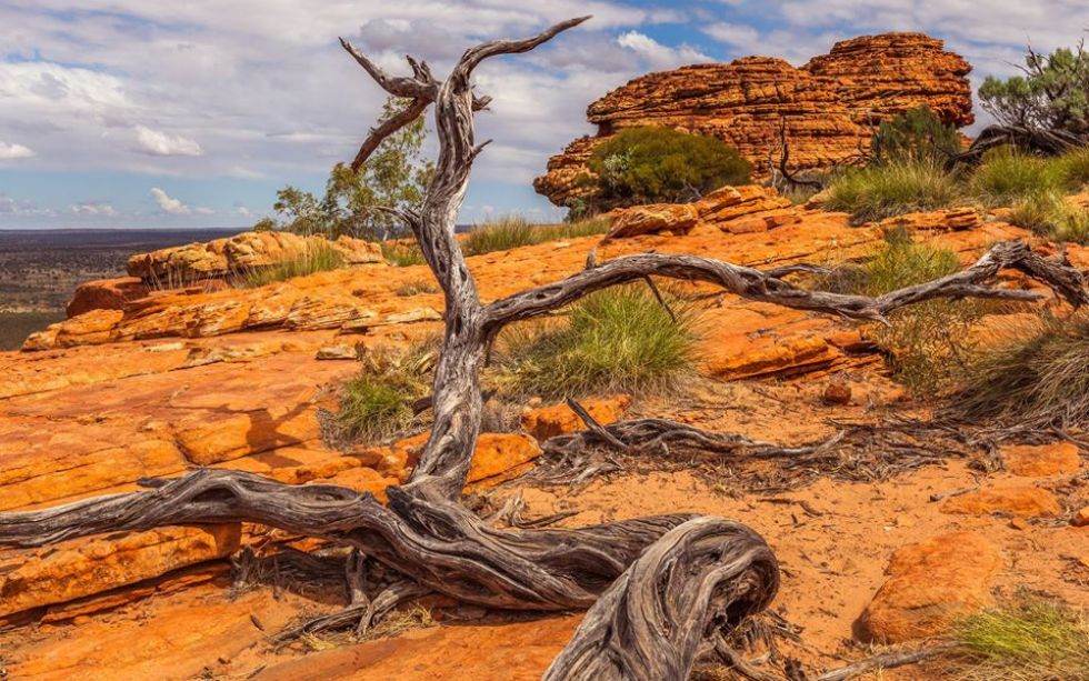 przyroda australii