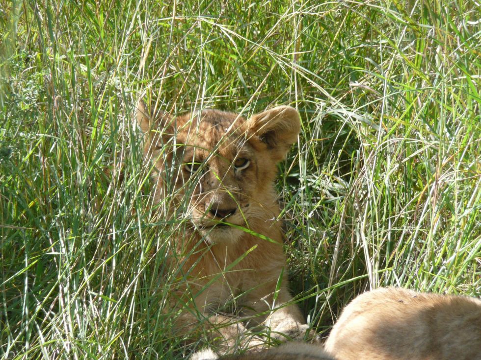 lwy w parku narodowym serengeti