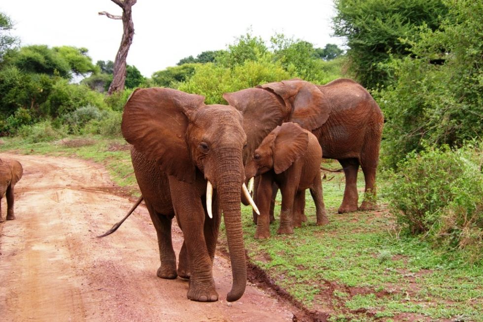 slonie w parku narodowym serengeti