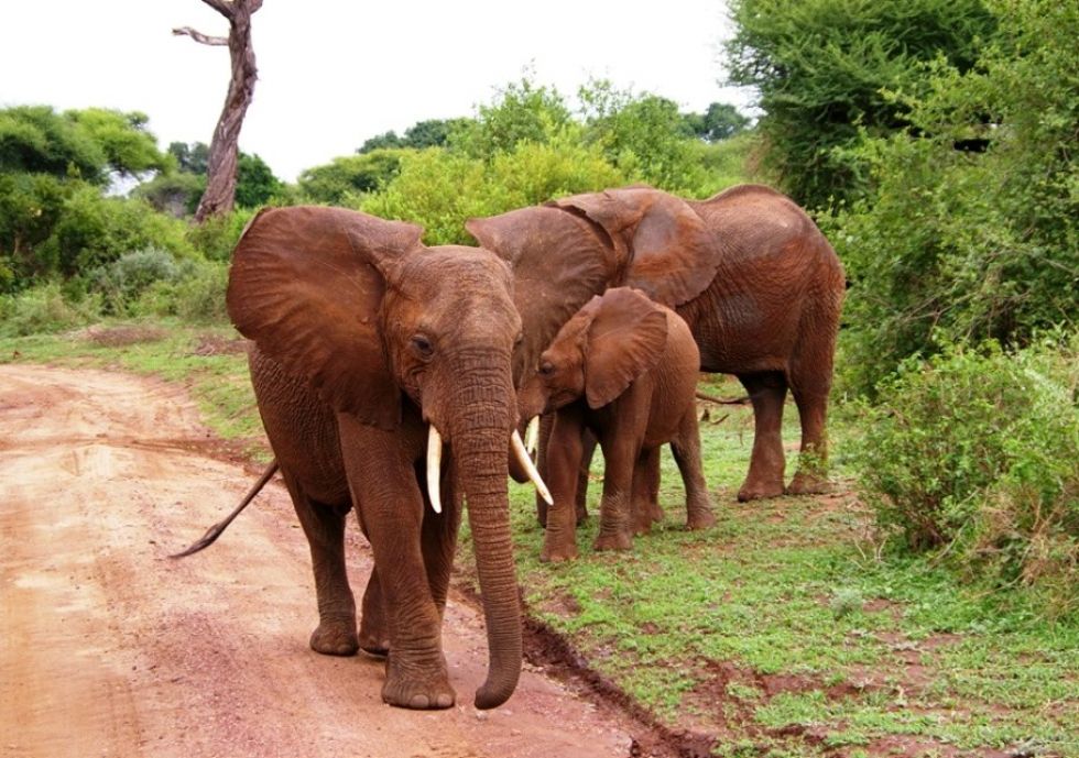 slonie napotkane podczas safari w Kenii