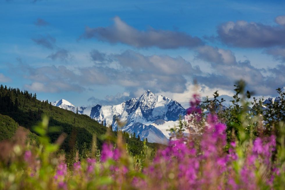 widoki na denali