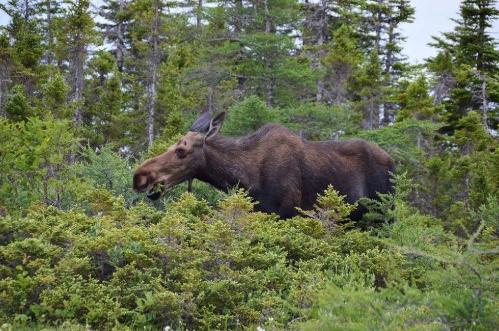 los napotkany na szlaku kanada - alaska