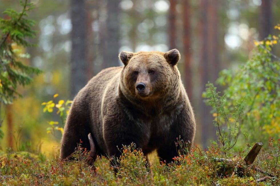 niedzwiedz napotkany na trasie kanada - alaska