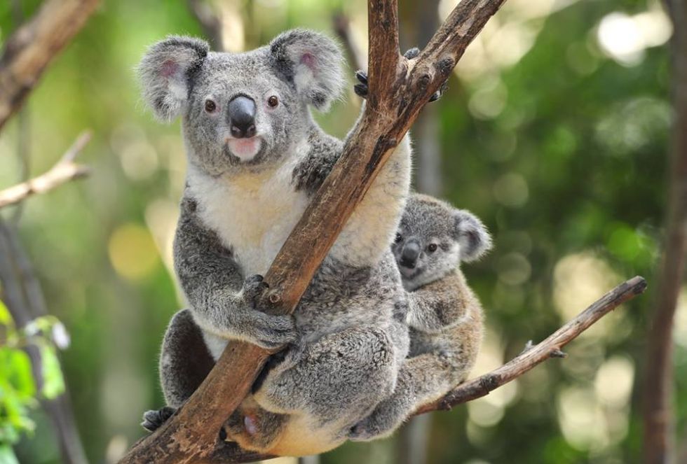 koala w australii