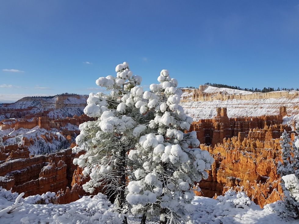 sniezna pierzynka na drzewach iglastych w kanionie bryce