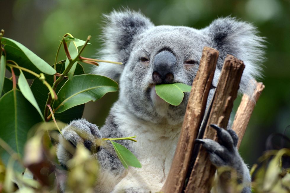podroz-zycia-australia-mis-koala