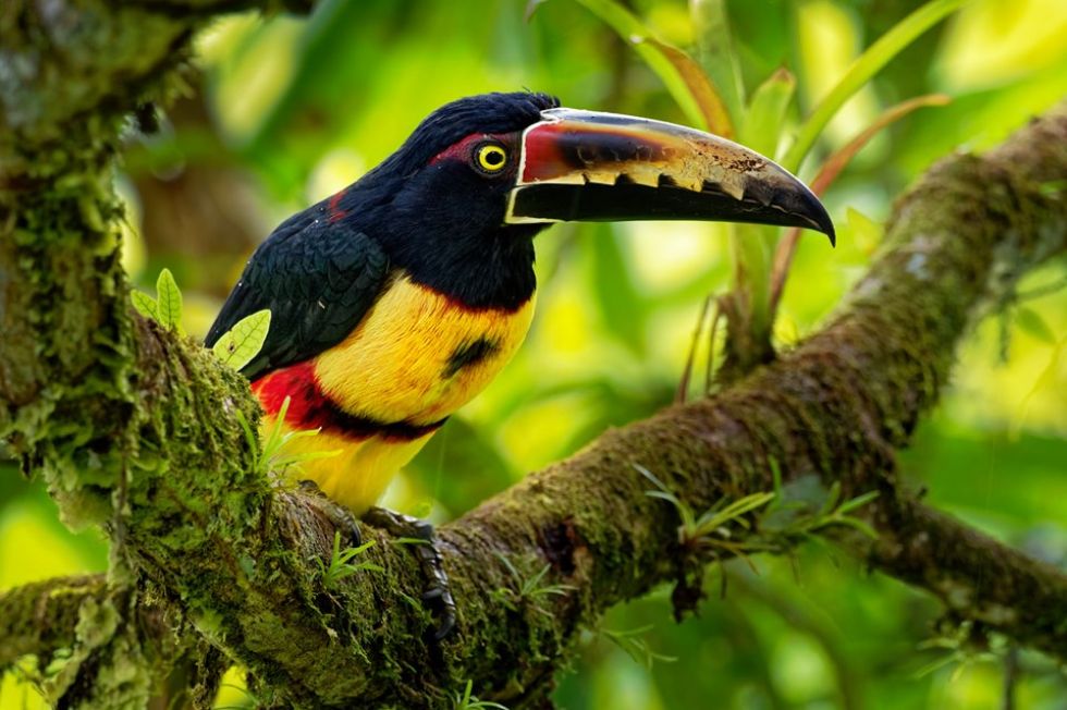 endemiczne-gatunki-ptakow-na-galapagos