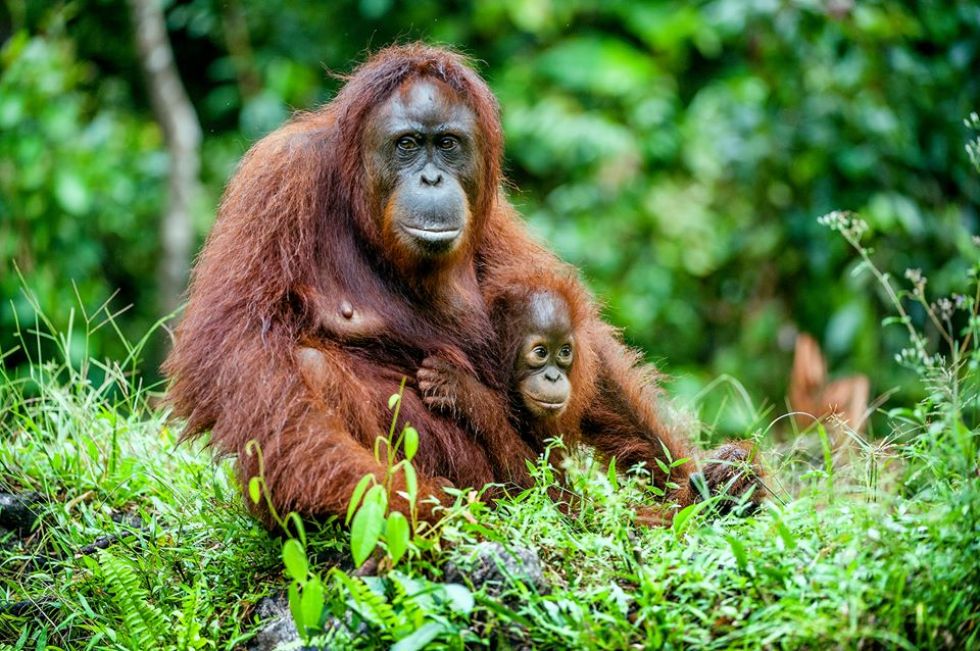 orangutany w Semengoh Wildlife Centre  
