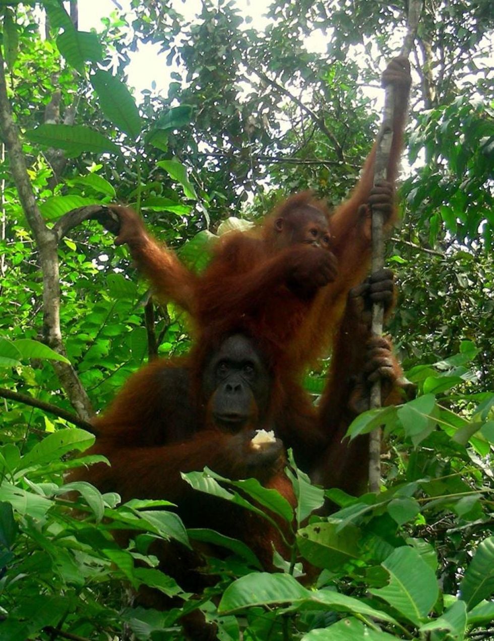 Semengoh Wildlife Centre i szansa zobaczenia orangutanow