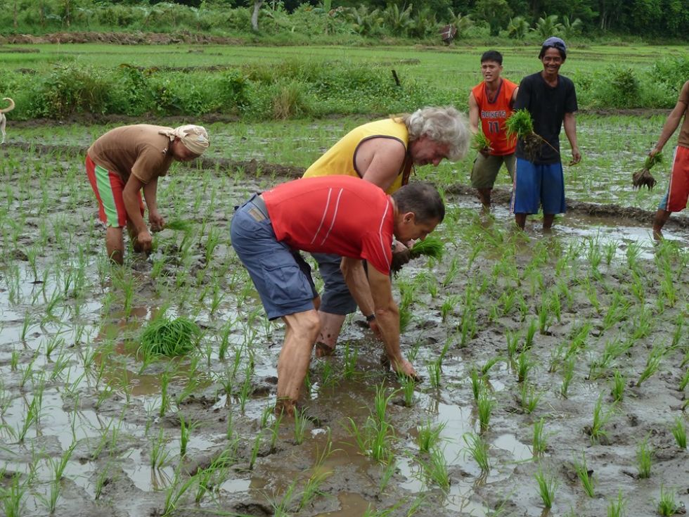zbieranie ryzu na filipinskich tarasach ryzowych\