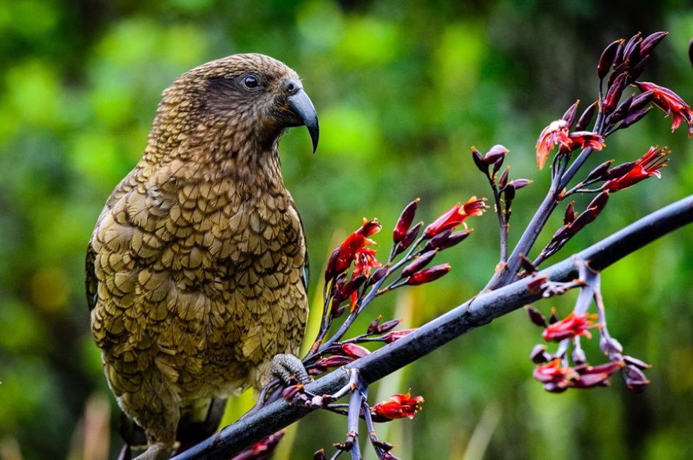 kea-papuga-zyjaca-w-nowej-zelandii