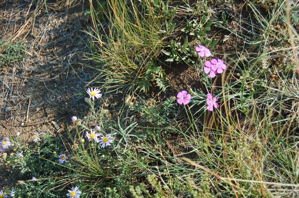 rosyjska flora