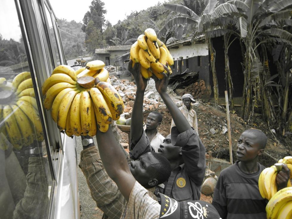 banany prosto z ugandy 