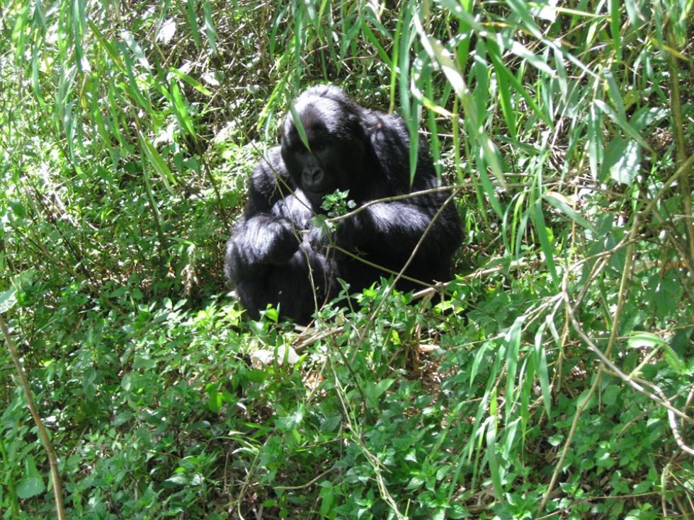 goryle w parku narodowym wulkanow