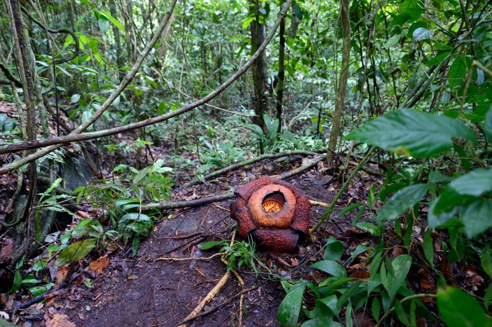 Raflezja w parku narodowym gunung gading, Malezja