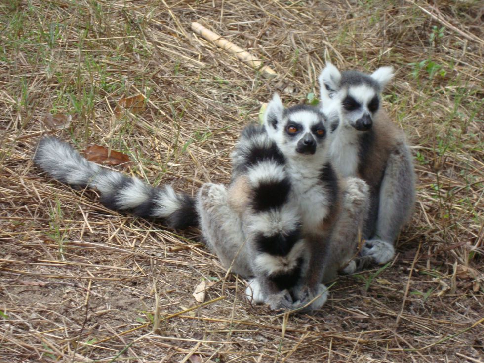Lemury Madagaskar