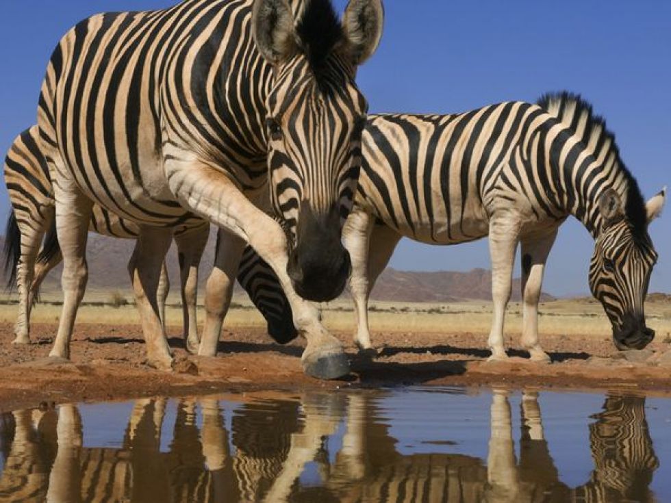 etosha-park