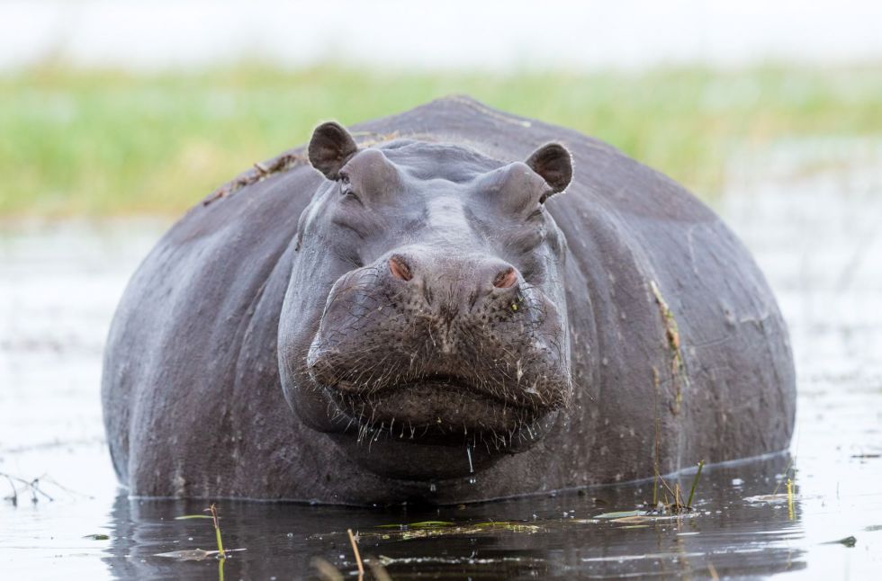 hipopotam napotkany na trasie namibia - botswana -rpa