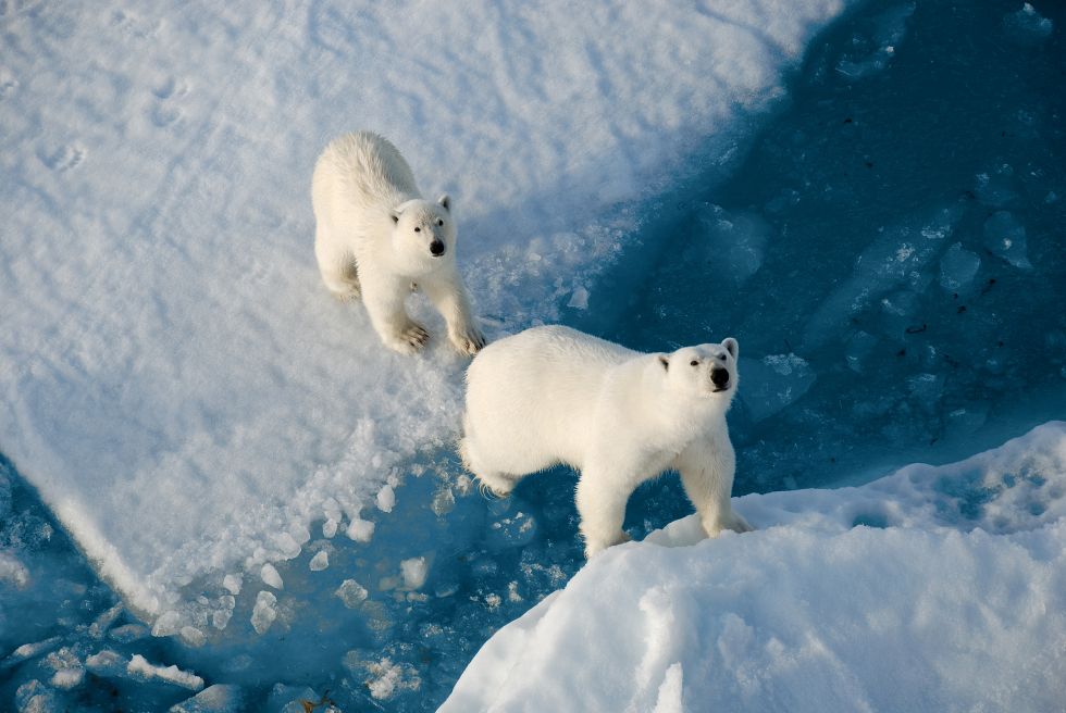 Wyspy Arktyki Rosyjskiej. Biale niedzwiedzie..