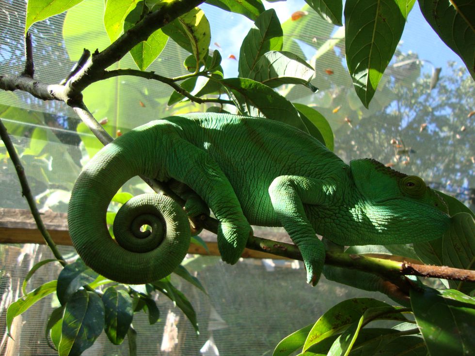Fauna Madagaskar 
