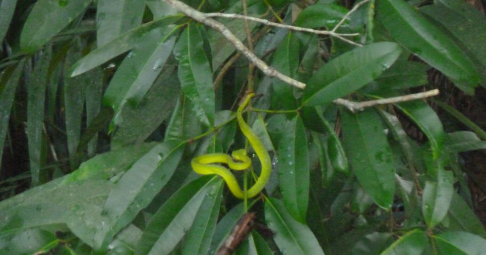 węże amazońskiej dżungli