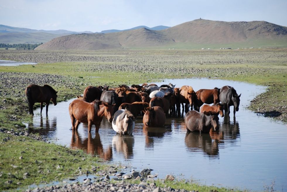 zwierzeta na mongolskim stepie 