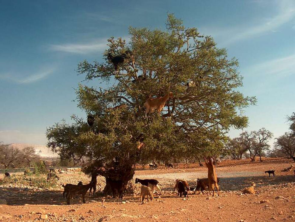Lozy na drzewie, Maroko