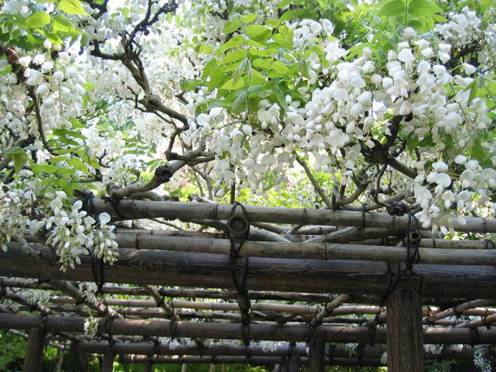 Kwiaty akacji - Japonia - zajwiększe atrakcje zwiedzanie