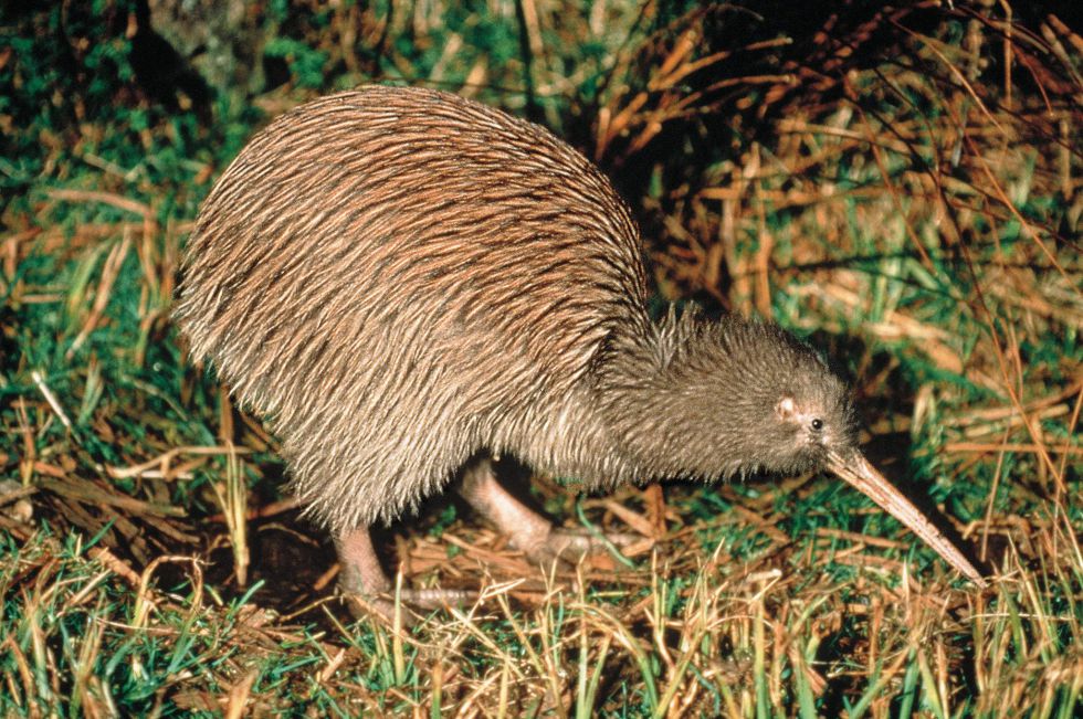 Kiwi - wycieczka do Nowej Zelandii