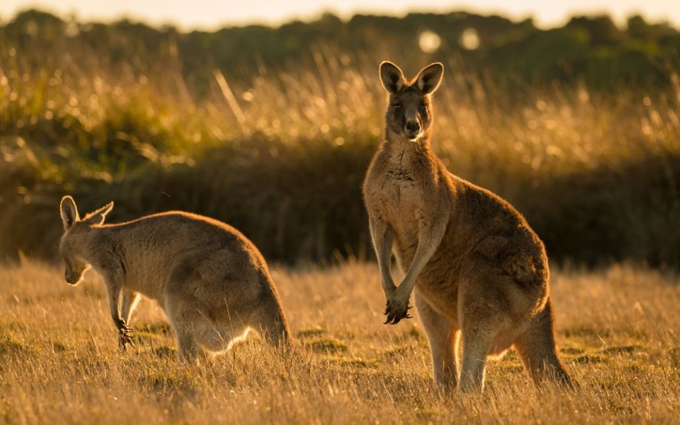 Kangury zobaczone podczas objazdu Australii i Nowej Zelandii