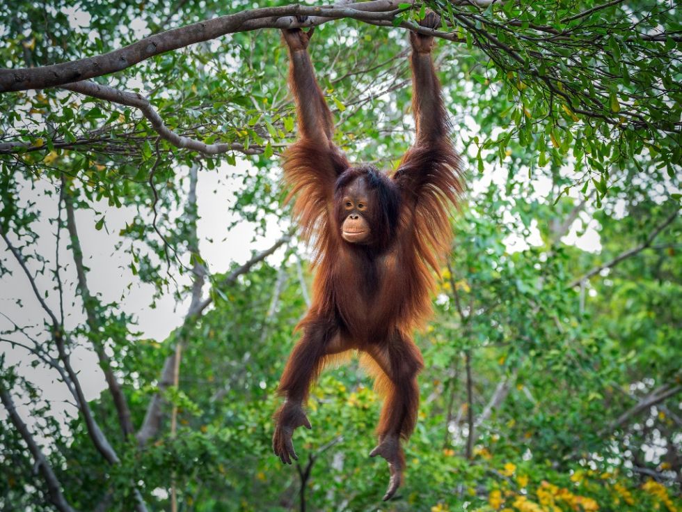 Malezja - dżungla Parku Narodowego Leuser - możliwość spotkania małp