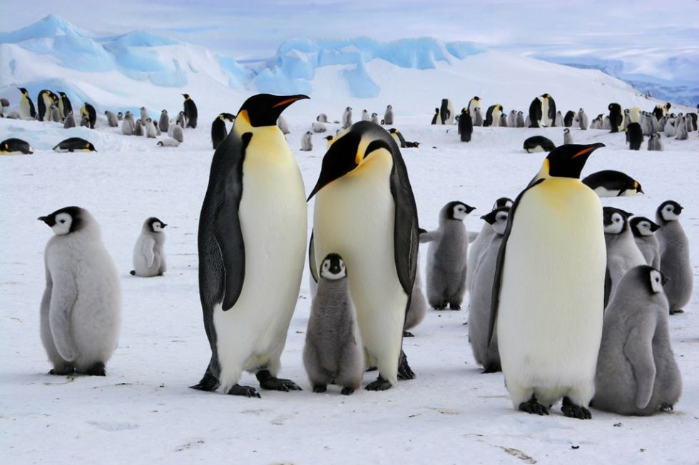 pingwiny napotkane na antarktydzie