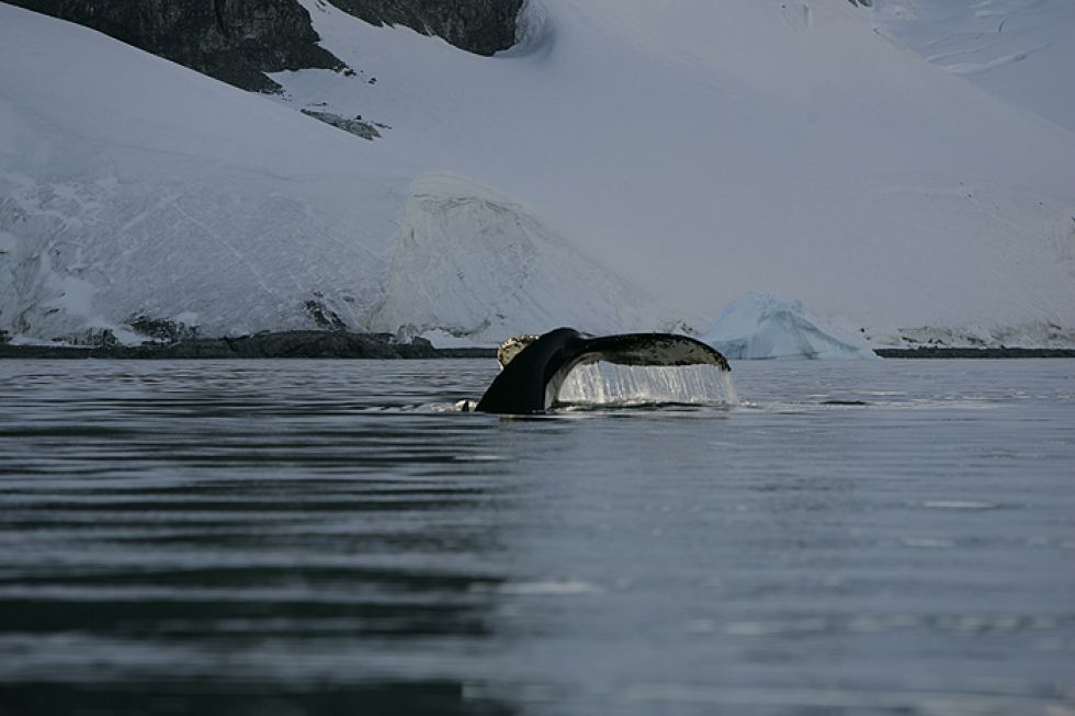 wieloryby napotkane na antarktydzie 