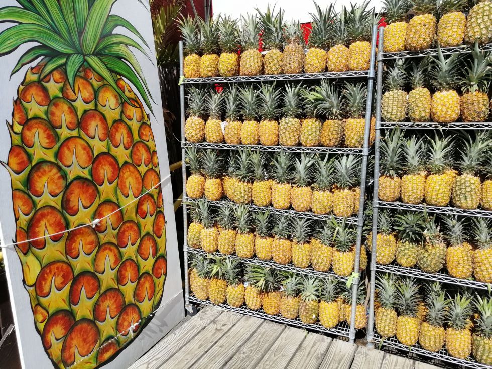 wizyta-na-plantacji-ananasowej-na-hawajach