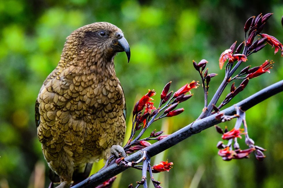 ptak-kiwi-w-nowej-zelandii