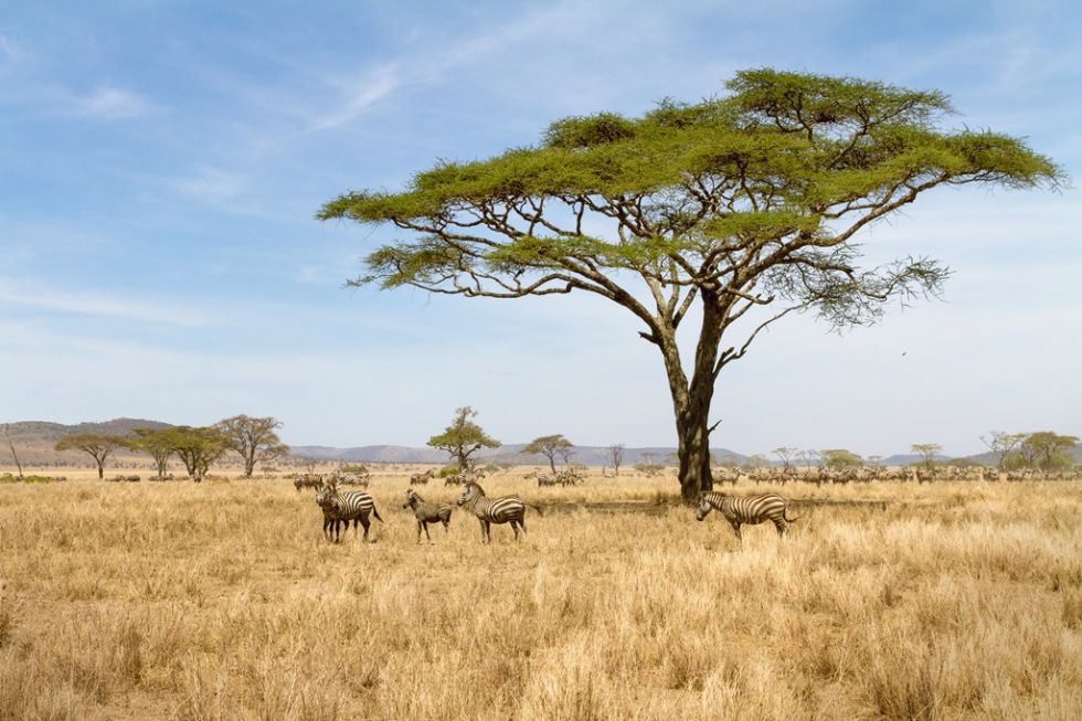 Park Narodowy Serengeti w Tanzanii