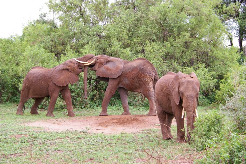 slonie w tanzanii, safari