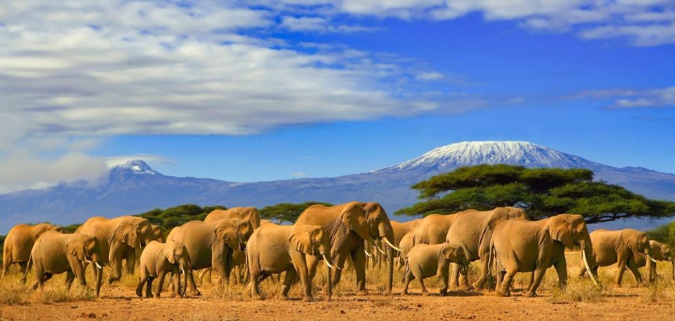 Kilimandzaro, Kilimanjaro, safari w Tanzanii, slonie